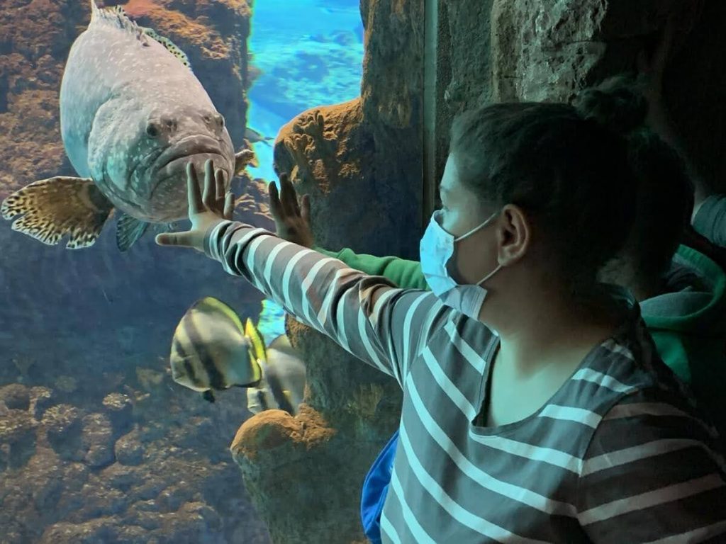 Dziewczynka dotyka dłonią ściany akwarium. W tle widać dużą rybę.