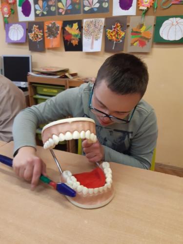 Chłopiec szczotkuje zęby dużemu modelowi szczęki.